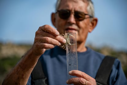 Biologist Miguel Delibes de Castro measures a crab in the Cachón River, near Zahara de los Atunes (Cádiz).