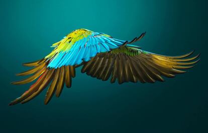 Military macaw (Ara militaris).