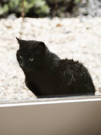 'Rabito', la gata de la periodista.