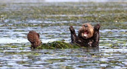 Lontra-marinha comemorando. A fotógrafa norte-americana Penny Palmer captou esta lontra-marinha fazendo alongamentos de manhãzinha. A foto foi tirada em Elkhorn Slough, na Califórnia.