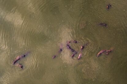 Hipopótamos en el Parque Nápoles, antes hacienda, en Puerto Triunfo en 2020.