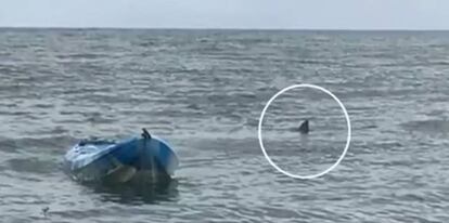 Fotograma de un vídeo de 7News, de la televisión de Adelaida, del tiburón junto al kayak de los Williams.