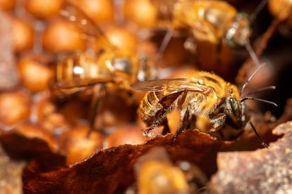 Bees in Guainía’s La Ceiba Reserve..