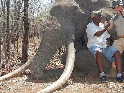 Cada colmillo del elefante pesaba unos 55 kilos.