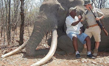 Cada colmillo del elefante pesaba unos 55 kilos.