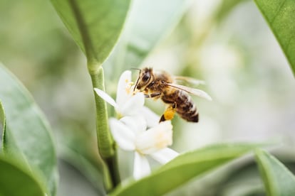 Las aromáticas flores del kumquat suelen crecer agrupadas.