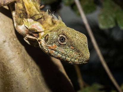 &quot;Drag&oacute;n&quot; arb&oacute;reo de Papua (Hypsilurus papuensis), una de las especies catalogadas en el nuevo mapa de reptiles.