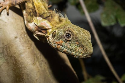 "Dragón" arbóreo de Papua (Hypsilurus papuensis), una de las especies catalogadas en el nuevo mapa de reptiles.