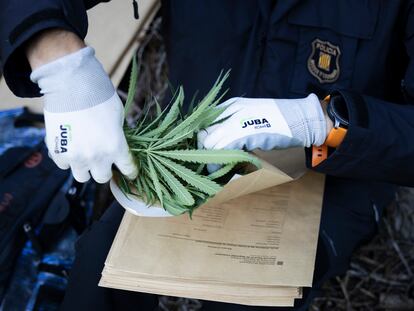 Un 'mosso d'esquadra' sujeta una planta de marihuana tras una operación en La Seu d'Urgell.