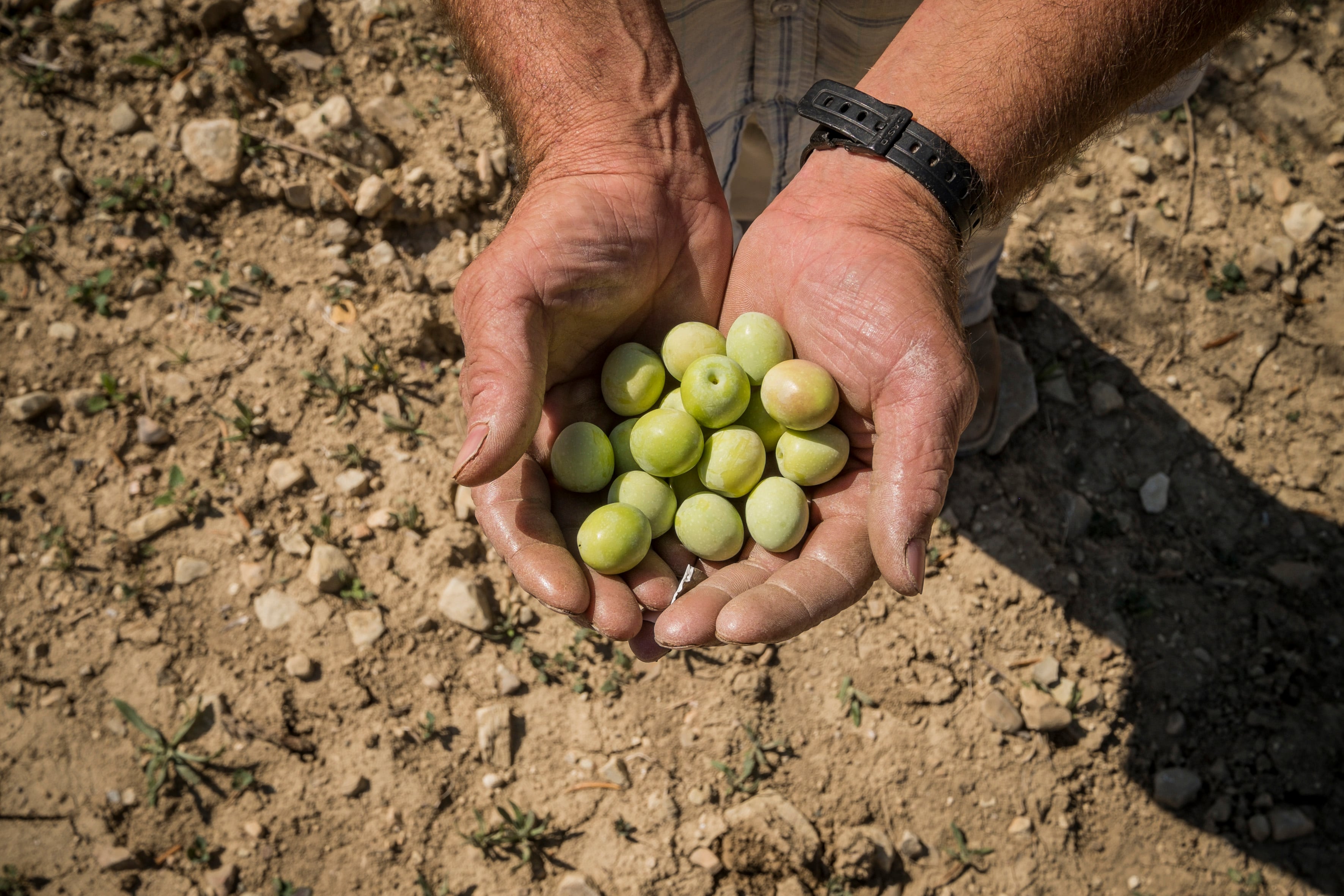 El sector de la aceituna de mesa española se une a Italia y Grecia para plantar batalla en la guerra comercial