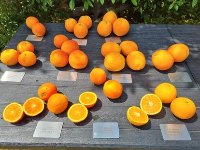 Algunas variedades de naranjas cultivadas en la Todolí Citrus Fundació.