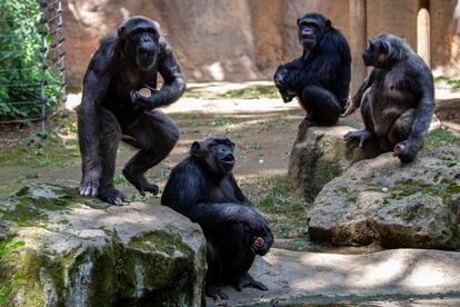 Los chimpancés Yogui, Obe, Blanquita, Negrita y Kala saben que se aproxima la hora y en cuanto ven a Esteban comienzan a reclamarle comida con gesto que a ojos de humano resultan hasta cómicos.