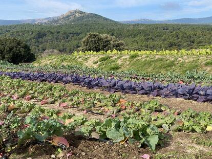 Plantaciones aterrazadas.