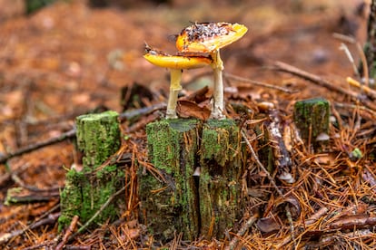 Una seta en un bosque de Soria.