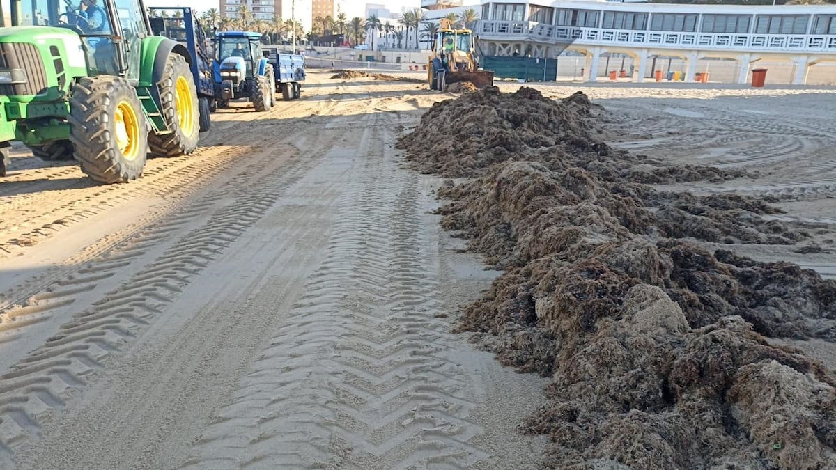 10.000 kilos de alga asiática invasora retirados de las playas de Cádiz en 48 horas | Clima y Medio Ambiente