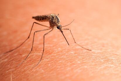 El paludismo es causado por la picadura de la hembra del mosquito 'Anopheles'.