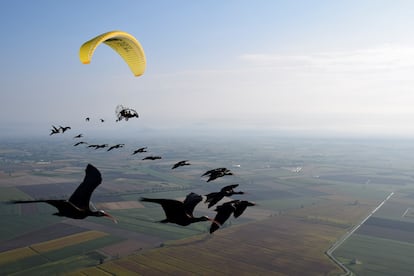 Una de las migraciones guiadas de ibis eremitas pasando por el valle del Po.