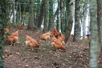 En libertad, en pleno bosque gallego.