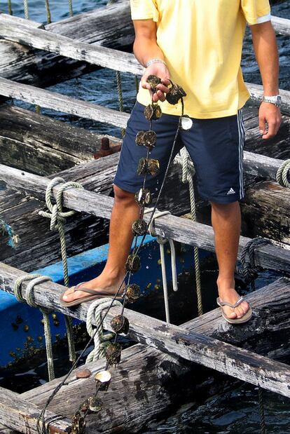 Batea de mejillones en la ría de Arousa.