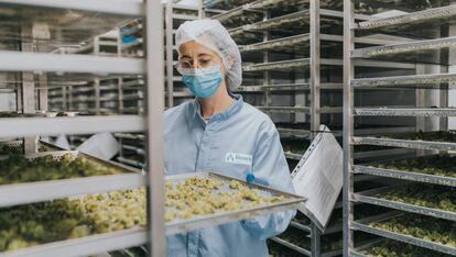 Centro de producción de cannabis medicinal.