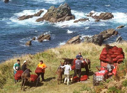 Las algueiras suben por el acantilado de Loiba (Ortigueira) con los burros cargados con la recolección del día.