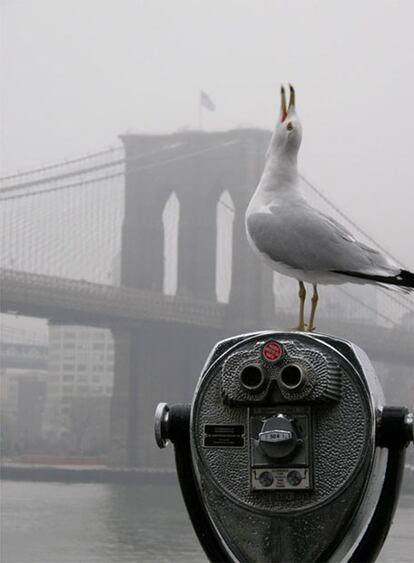 Gaviota en Nueva York