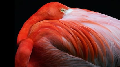 El color rosa de los flamencos procede de su dieta, rica en carotenoides, un pigmento que se halla en crustáceos y moluscos. Cuanto mejor alimentada esté un ave, más rosa será. 