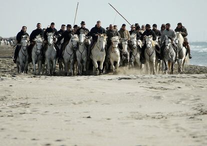 Guardianes montan caballos camargue en la playa de Saintes Maries de la Mer, al sur de Francia, con motivo del 'abrivado' camargue tradicional, en el que los caballos escoltan a los toros.