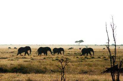Manada de elefantes en la Lewa Wildlife, en Nairobi. Imagen proporcionada por el Hotel Lewa House de Kenia. 
