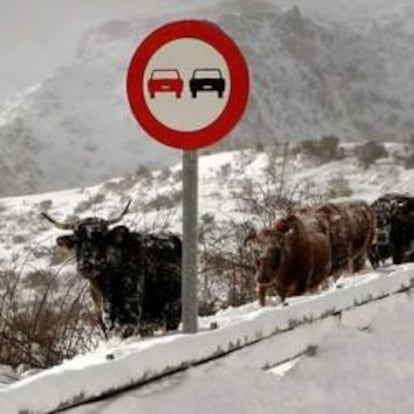 Una manada de vacas se abre camino entre la nieve en la localidad de Riaño, como consecuencia del temporal de frio y nieve que afecta a toda la provincia.