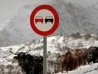 Una manada de vacas se abre camino entre la nieve en la localidad de Riaño, como consecuencia del temporal de frio y nieve que afecta a toda la provincia.