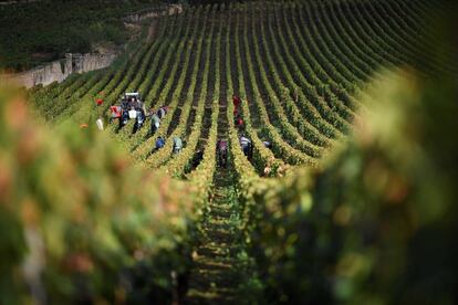 Varias personas trabajan durante la vendimia recolectando uvas en un campo de la propiedad vinícola de Armand Rousseau, en Gevrey-Chambertin (Francia).