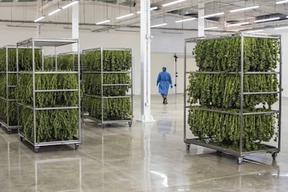 Trabalhadores desfolham as plantas até deixarem somente a flor.