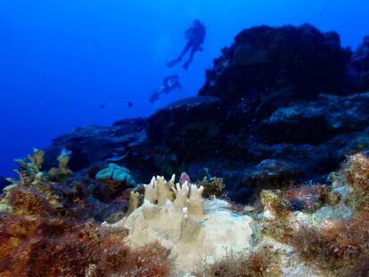 Blanqueamiento de corales por cambio climático
