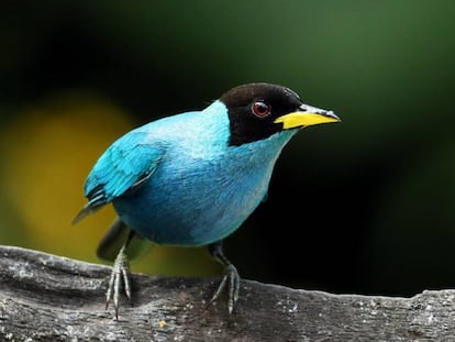 En Colombia existen más de 1.920 especies de aves.