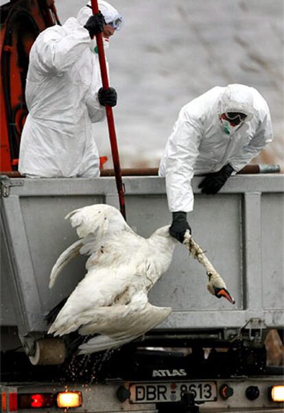 Soldados del Ejército alemán recogen un cisne muerto en la isla de Ruegen, cerca de Waase.