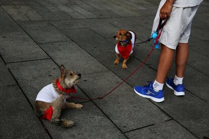 Perros visten las tradicionales bufandas rojas durantes las fiestas de San Fermín, en Pamplona.