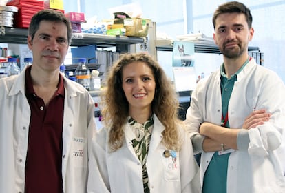 Von links nach rechts: der Biologe David Sancho und die Pharmakologen Annalaura Mastrangelo und Iñaki Robles im Nationalen Zentrum für Herz-Kreislauf-Forschung in Madrid.