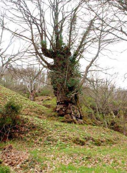 'O fiangueiro', un castaño con más de 500 años