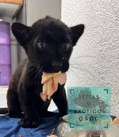 El cachorro de jaguar al que hacía referencia el comentario de Facebook.