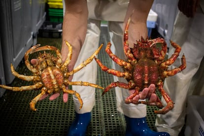 Marisco que se vende vivo para garantizar frescura. En el mercado se encuentran centollos, cangrejos y langostas almacenados en cetáreas, que son pequeñas piscinas de agua salada. Venderlos así asegura que lleguen frescos a su destino final. Compran tanto minoristas como restaurantes en busca de calidad.