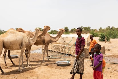 Jóvenes pastores cuidan de sus camellos en la aldea de Abdigeedi, en el noroeste de Somalilandia.