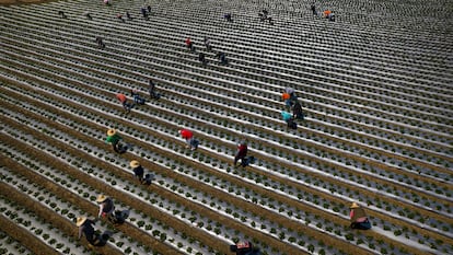 Trabajadores inmigrantes recogen fresas a principios de abril en San Francisco, California.