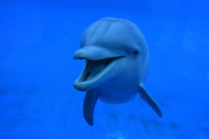 Una hembra de delfín en el acuario del zoo de Madrid