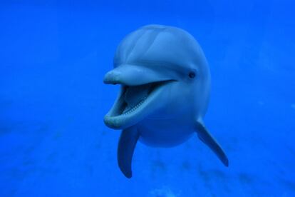 Una hembra de delfín en el acuario del zoológico de Madrid.