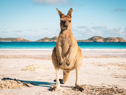 Gastos que las empresas y autónomos intentan 'colar' a Hacienda y que no son legales