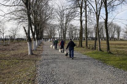 Un grupo de prisioneros de la cárcel serbia que ha instalado un refugio para perros callejeros pasea a los animales acogidos.