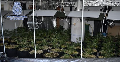 Una de las plantaciones de marihuana identificada por la policía española.
