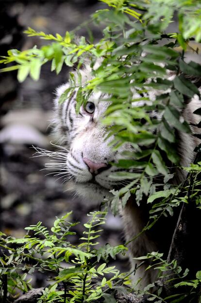 Un tigre blanco se esconde de los visitantes en el zoológico de Shanghái.