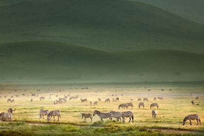 Cebras y ?us en la sabana de Tanzania.?